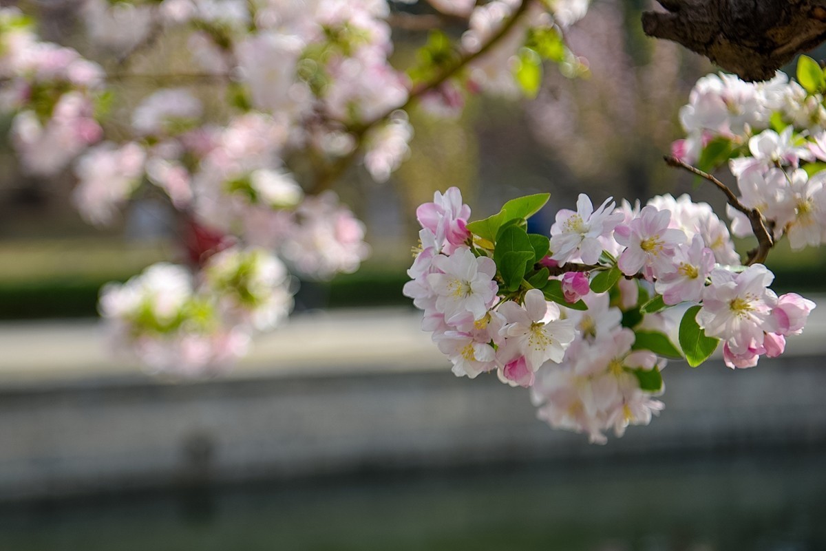 2025年第0253贴-海棠花溪纪实拍（0421）