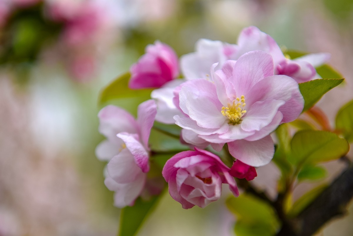 2025年第0253贴-海棠花溪纪实拍（0421）