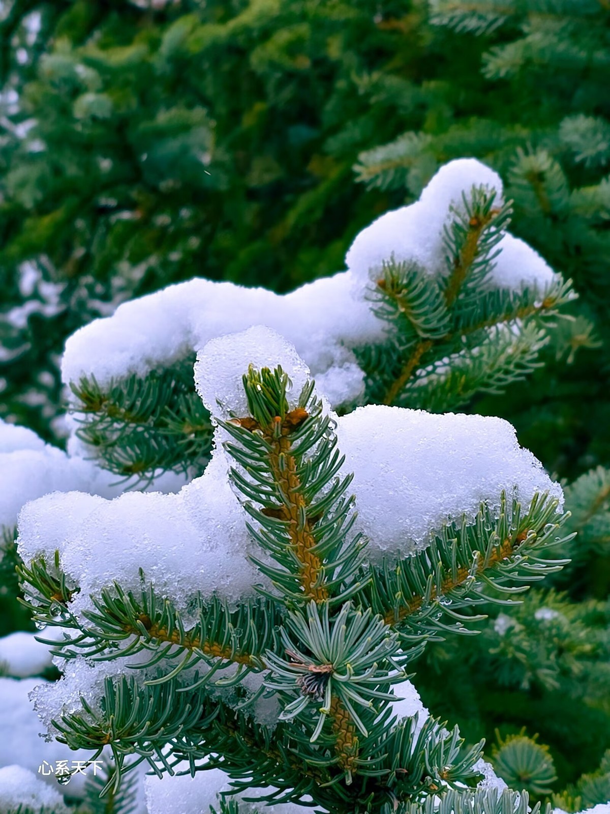 一场春雪