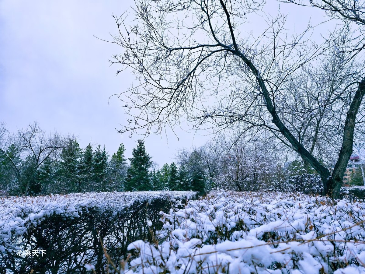 一场春雪