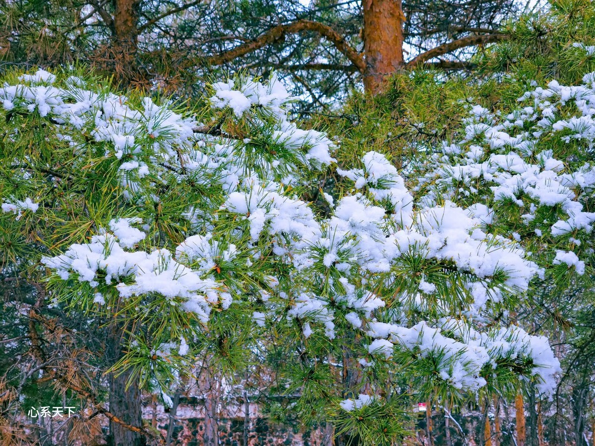 一场春雪