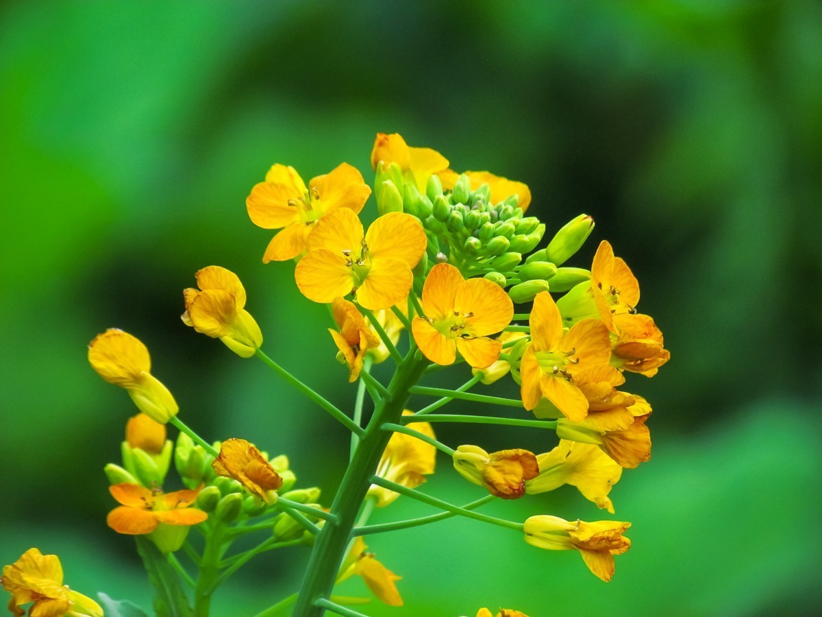 油菜花