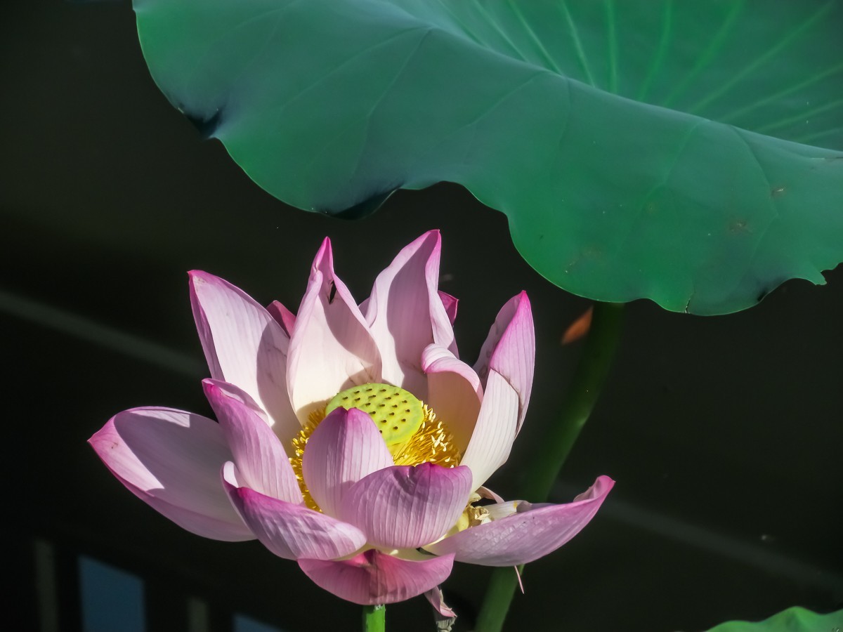 荷花