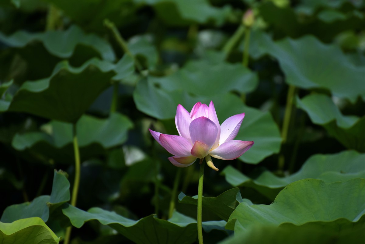 一年一度荷花季