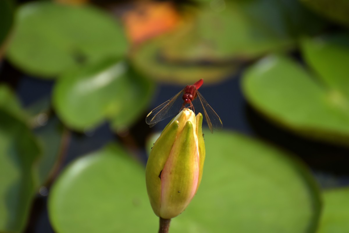一年一度荷花季