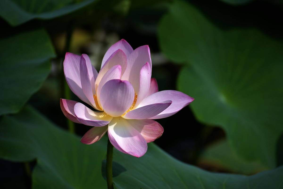 一年一度荷花季