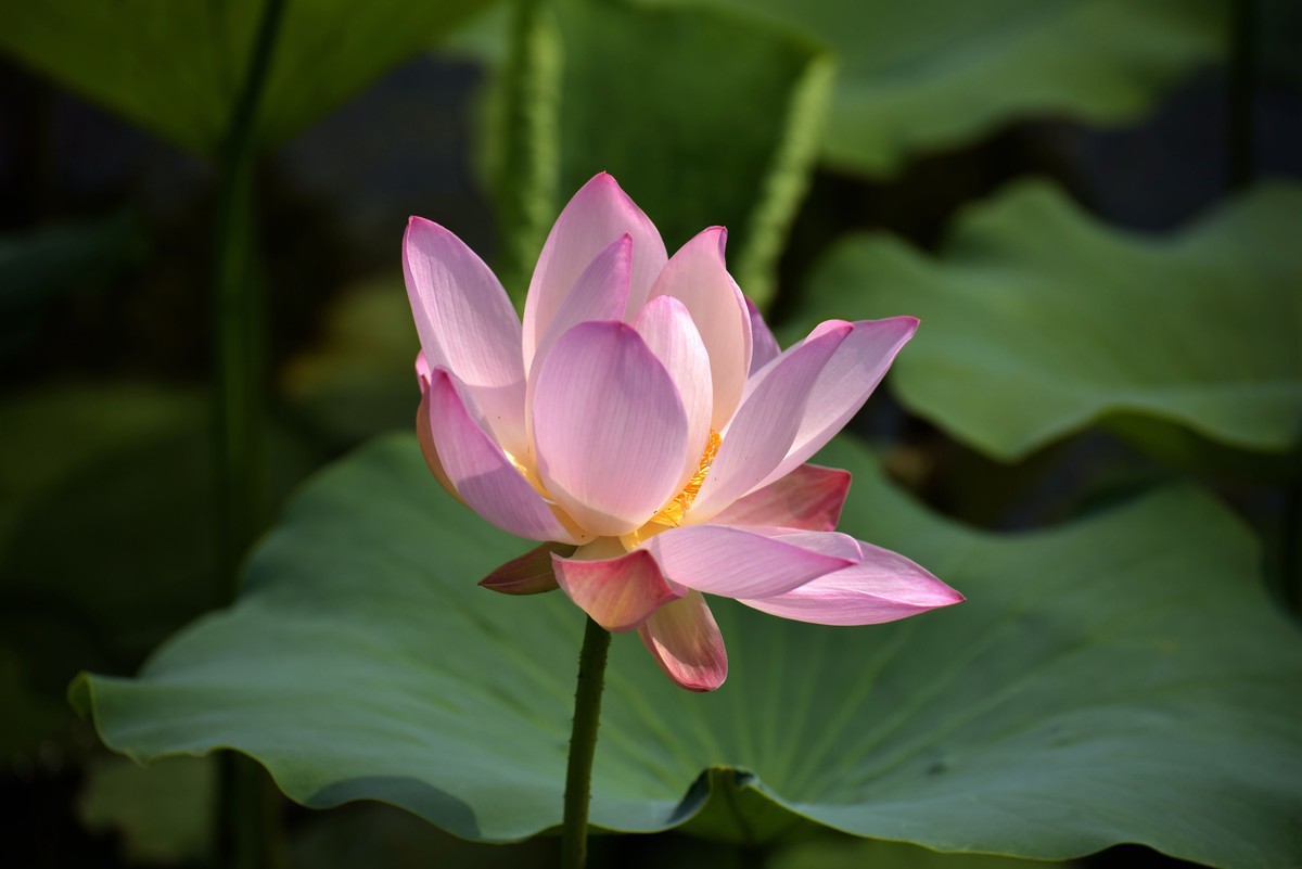 一年一度荷花季