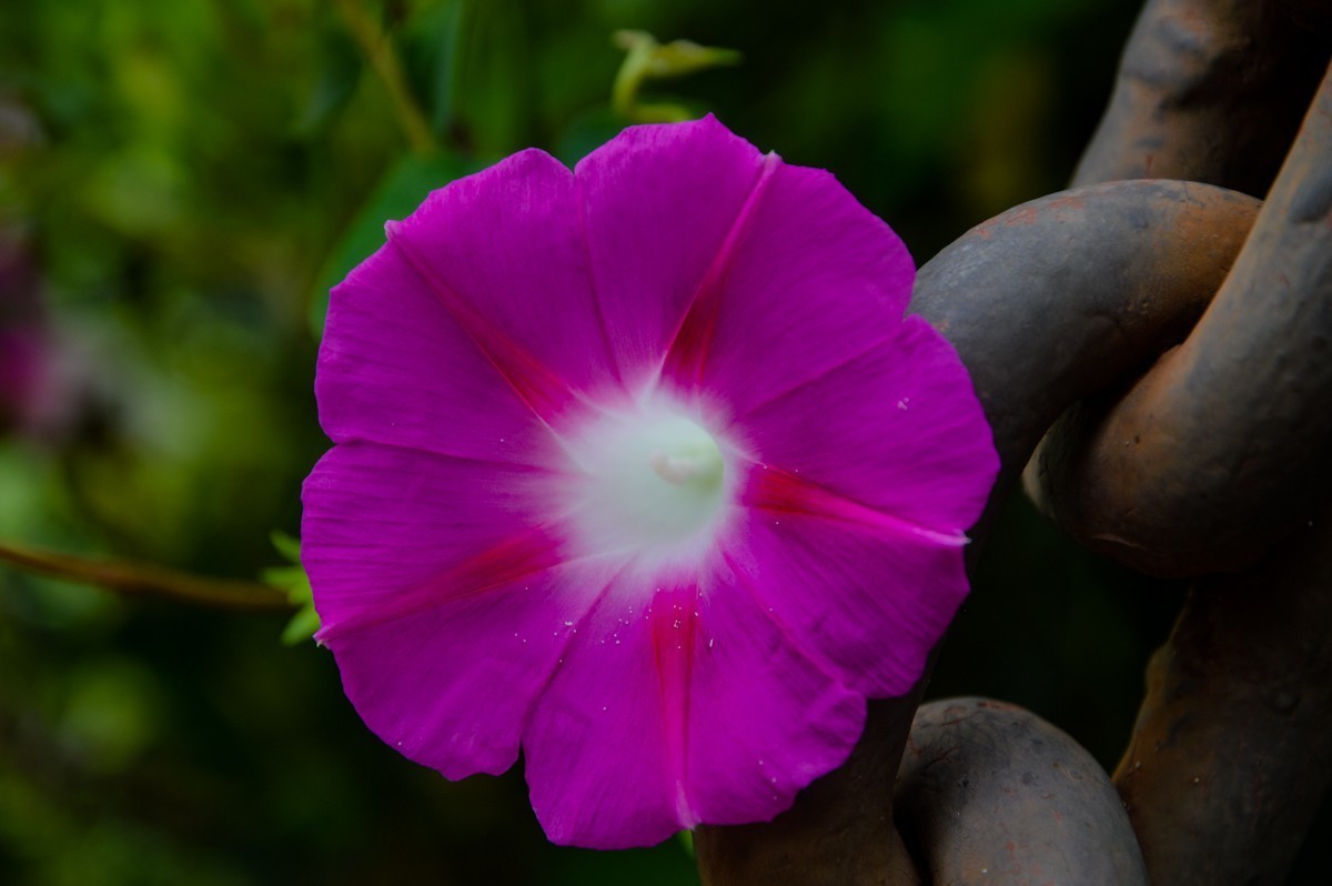 公园花卉随拍103