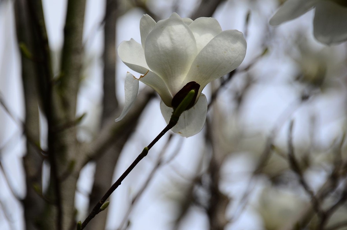 花卉系列【3348】