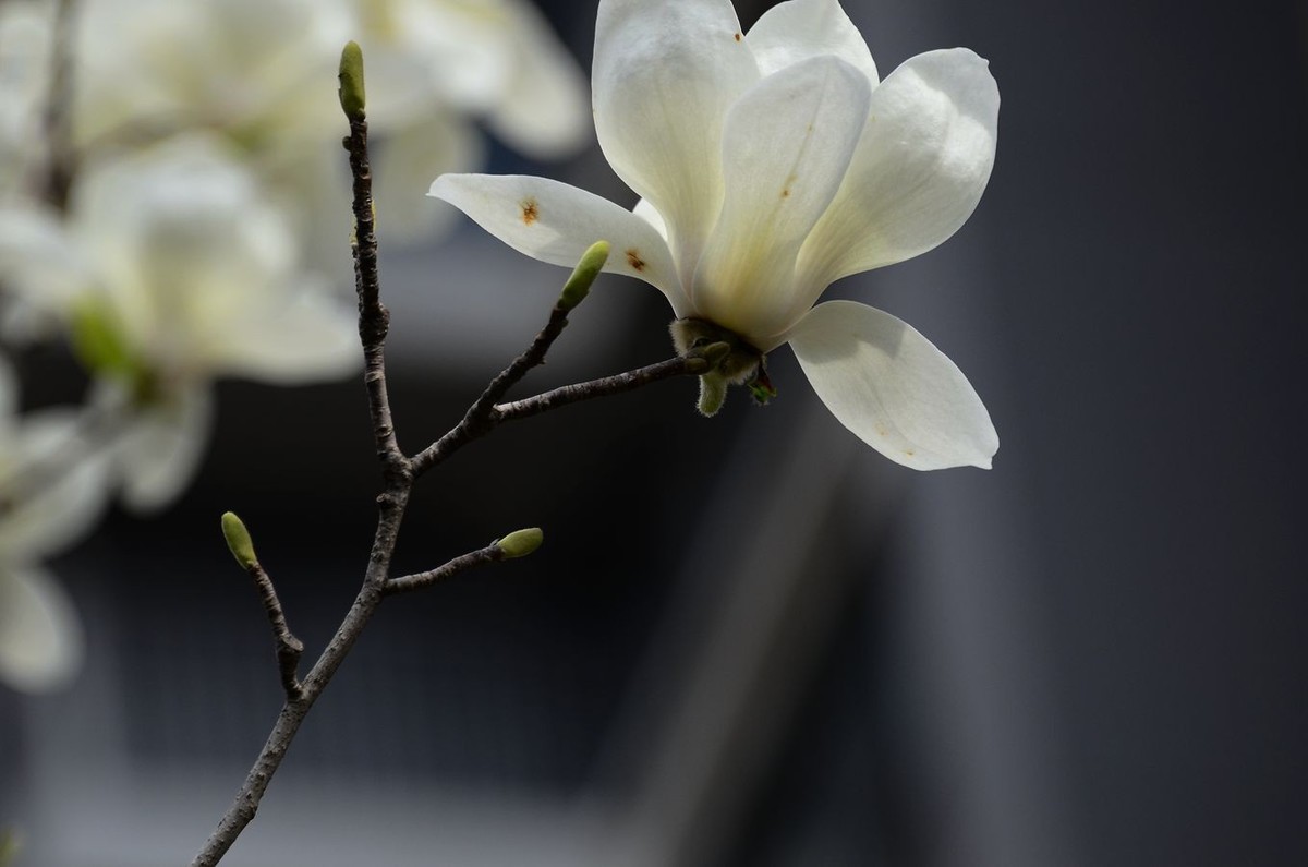 花卉系列【3348】