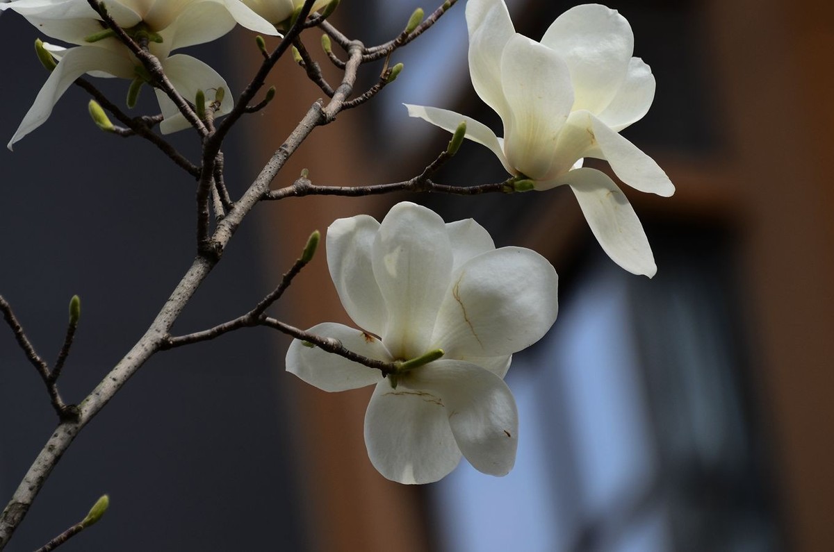 花卉系列【3348】