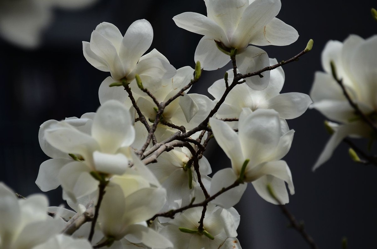 花卉系列【3348】