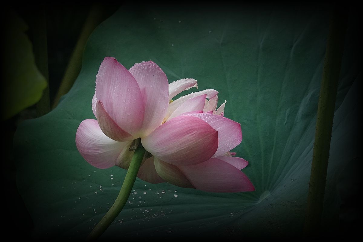 秋风秋雨拍秋荷（2）