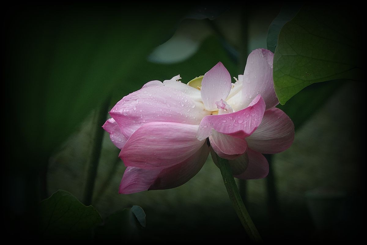 秋风秋雨拍秋荷（2）