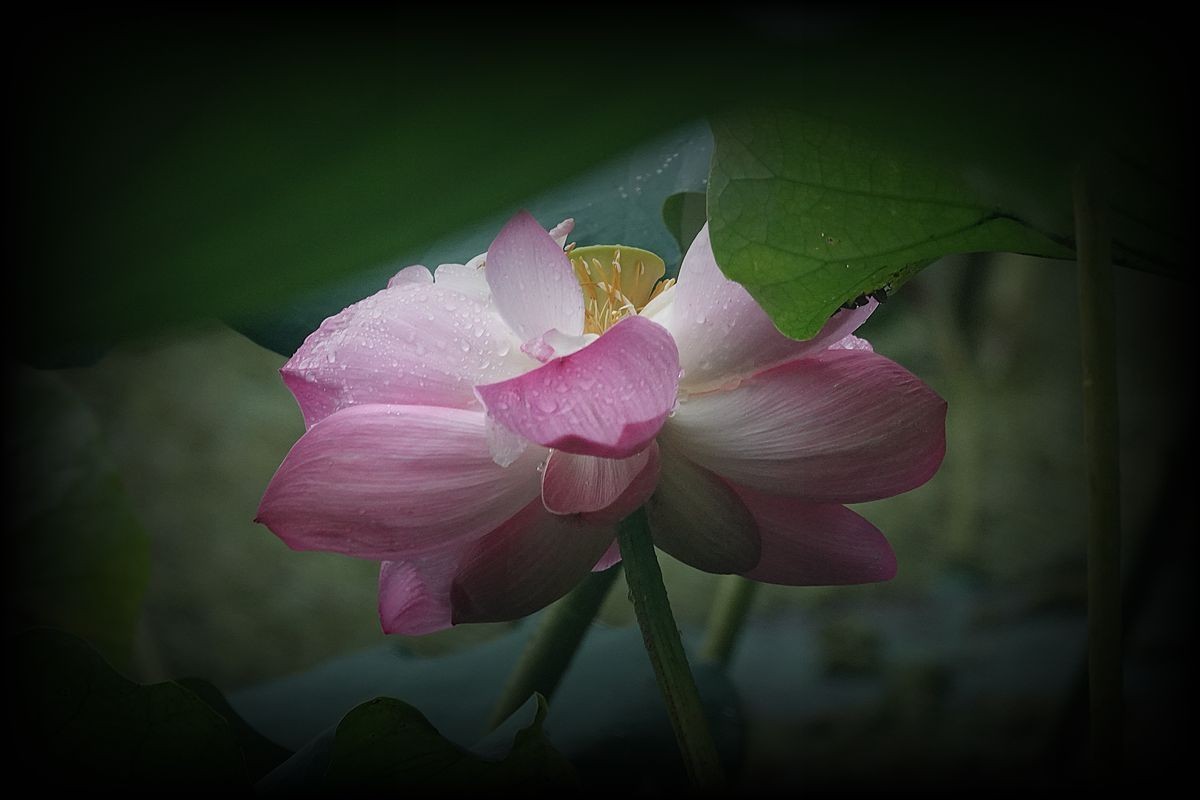 秋风秋雨拍秋荷（2）