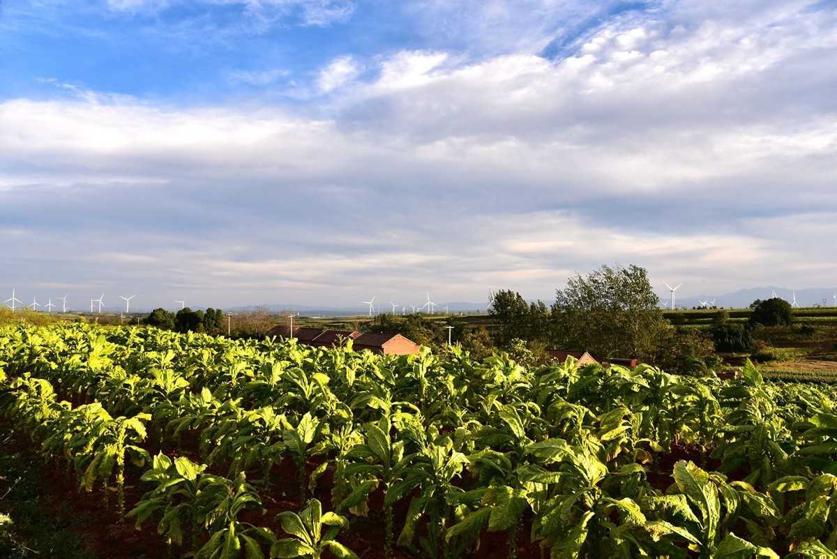 田间地头寻秋色【3】