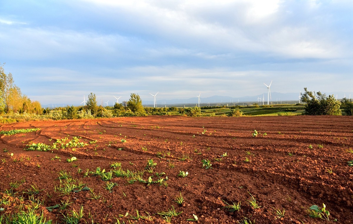 田间地头寻秋色【3】