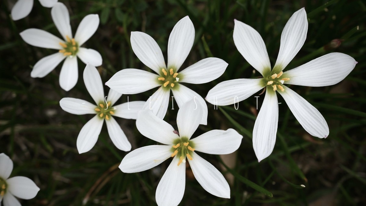 今年7月购入lx100m2用到现在拍了很多照片，完全符合我的预期，已经抛弃手机摄影。