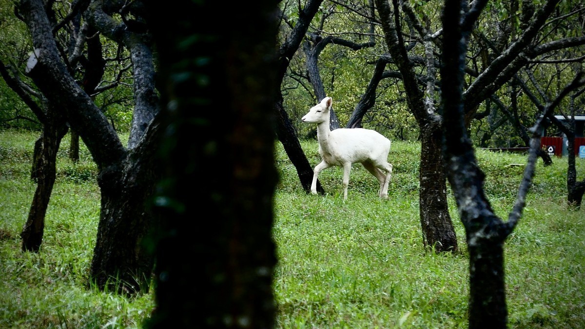 今年7月购入lx100m2用到现在拍了很多照片，完全符合我的预期，已经抛弃手机摄影。