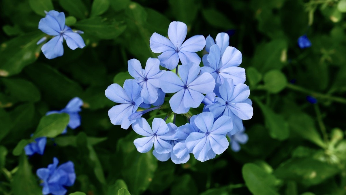 今年7月购入lx100m2用到现在拍了很多照片，完全符合我的预期，已经抛弃手机摄影。