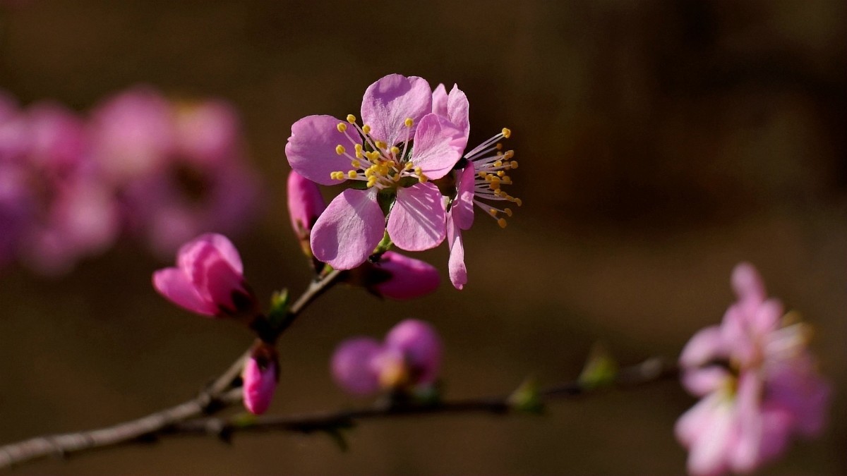 春风拂面桃花开