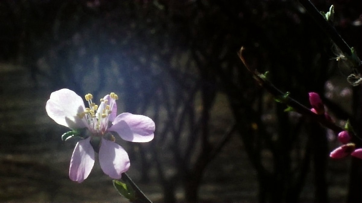 春风拂面桃花开