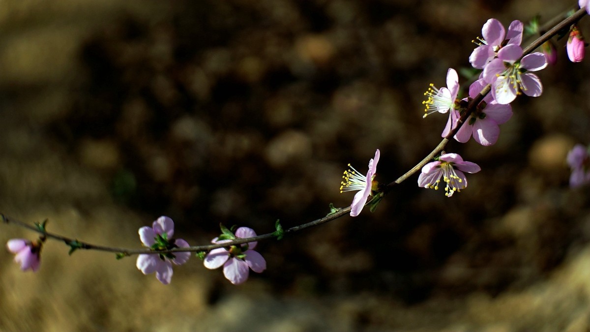 春风拂面桃花开