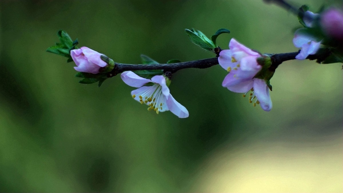 春风拂面桃花开