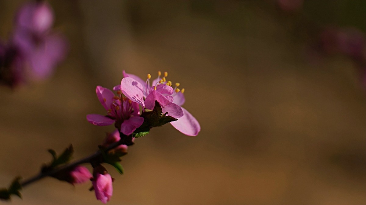 春风拂面桃花开