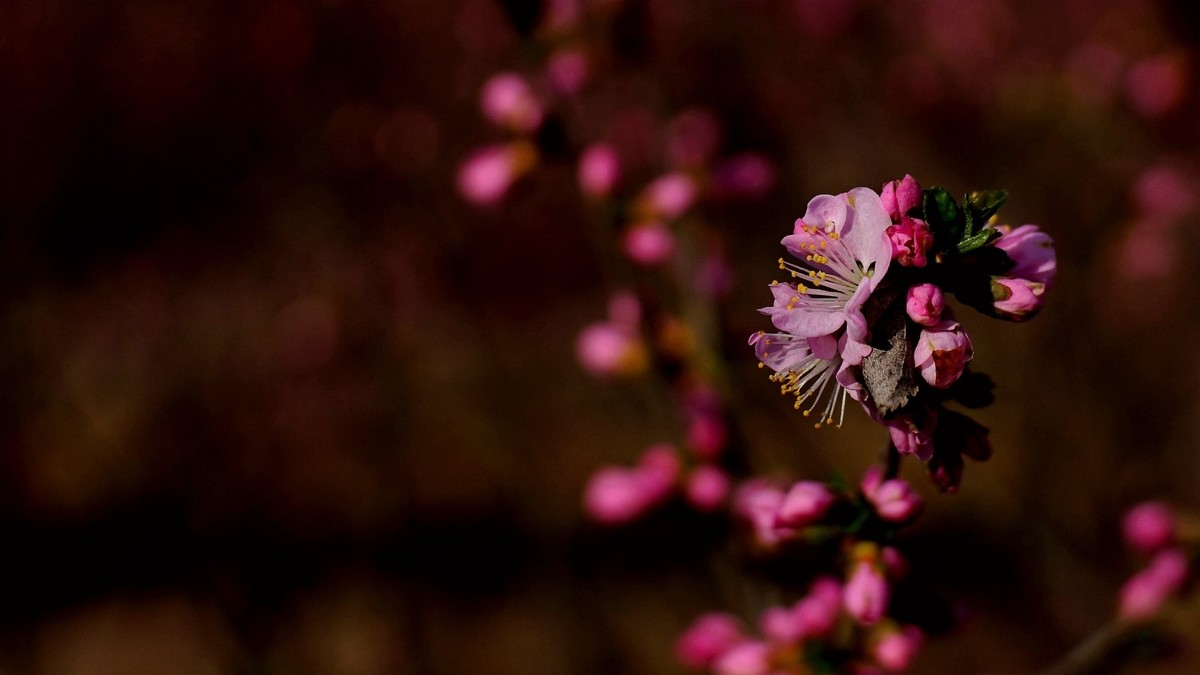 春风拂面桃花开