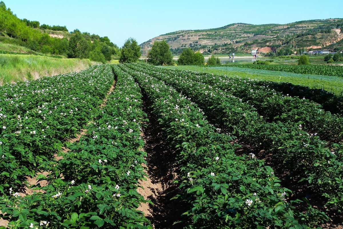 宁夏六盘山区夏天情景！