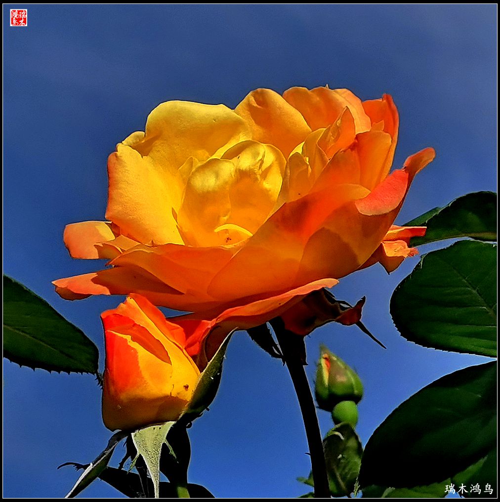 【2023之花季】此花无日不春风，当属月季（上）