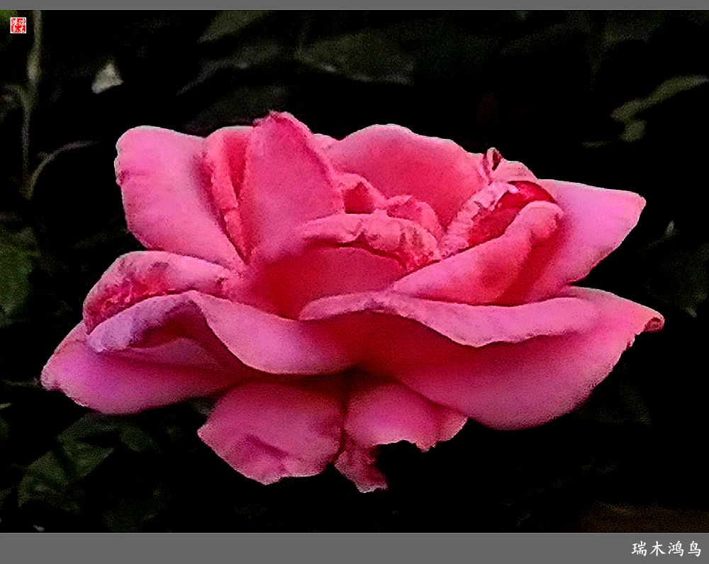 【2023之花季】此花无日不春风，当属月季（上）