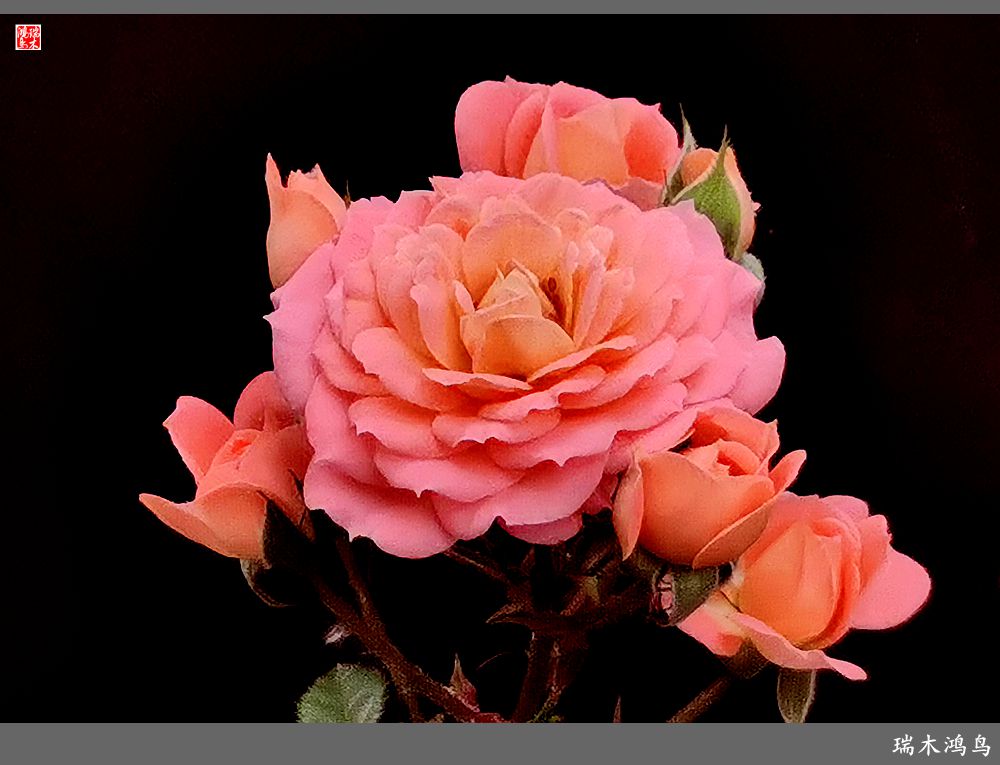 【2023之花季】此花无日不春风，当属月季（上）