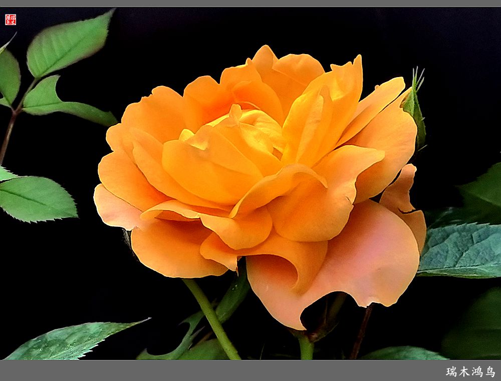 【2023之花季】此花无日不春风，当属月季（上）