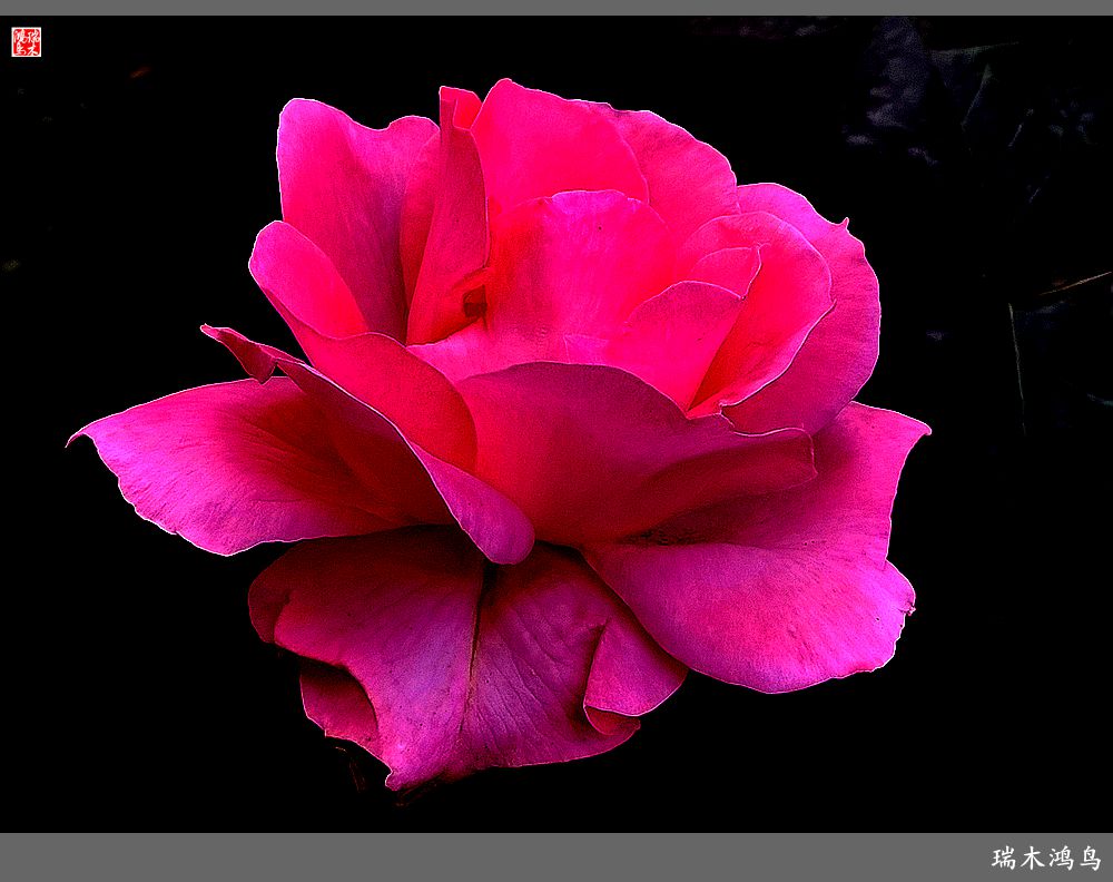 【2023之花季】此花无日不春风，当属月季（上）