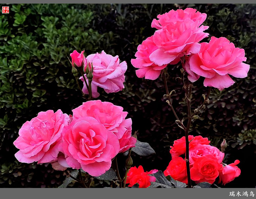 【2023之花季】此花无日不春风，当属月季（上）