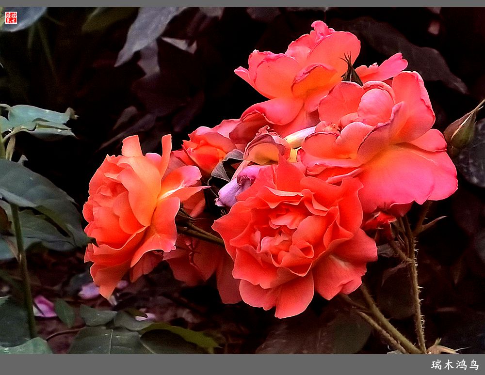 【2023之花季】此花无日不春风，当属月季（上）