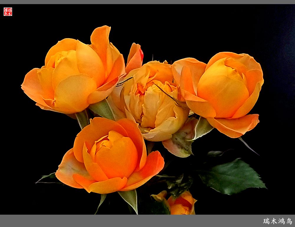 【2023之花季】此花无日不春风，当属月季（上）