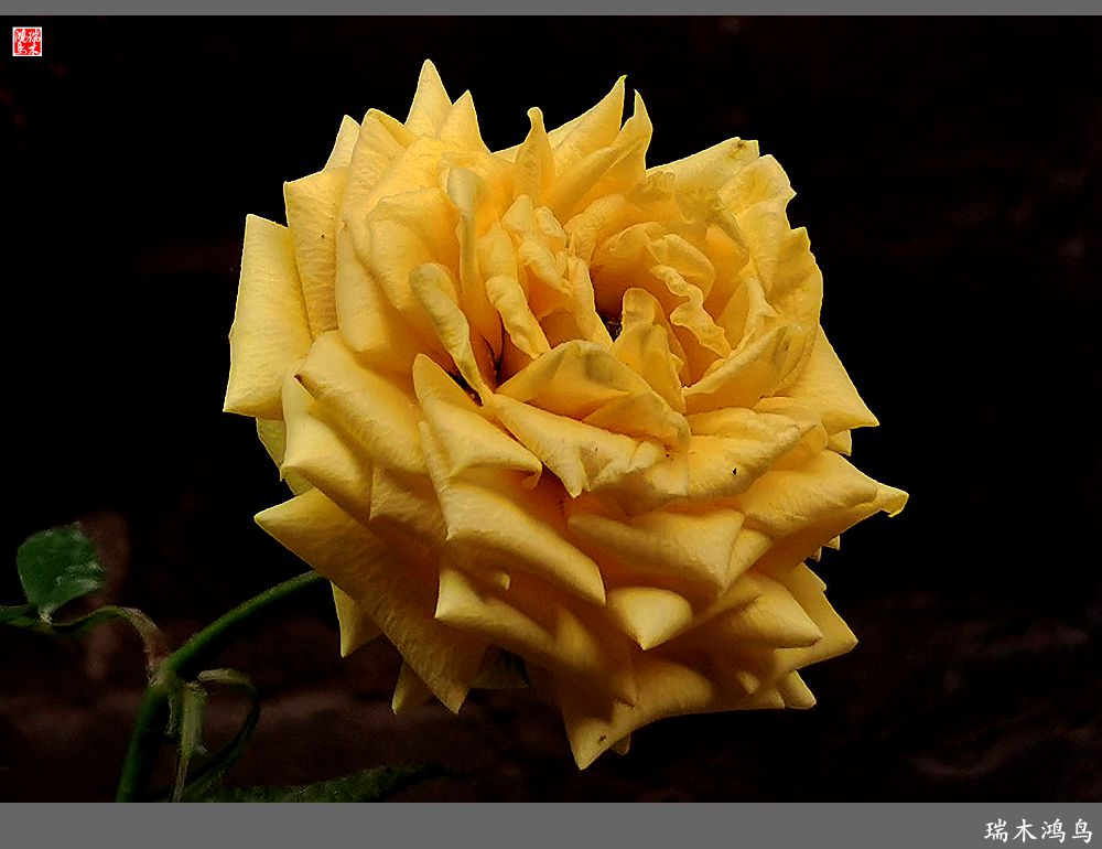 【2023之花季】此花无日不春风，当属月季（上）