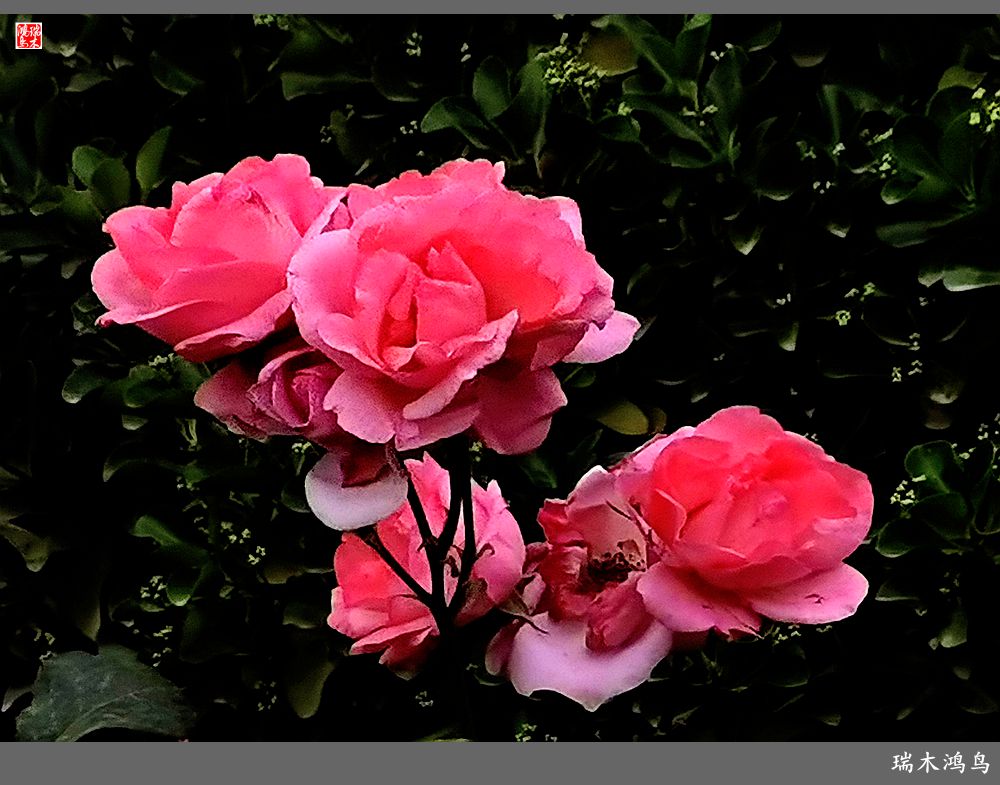 【2023之花季】此花无日不春风，当属月季（上）