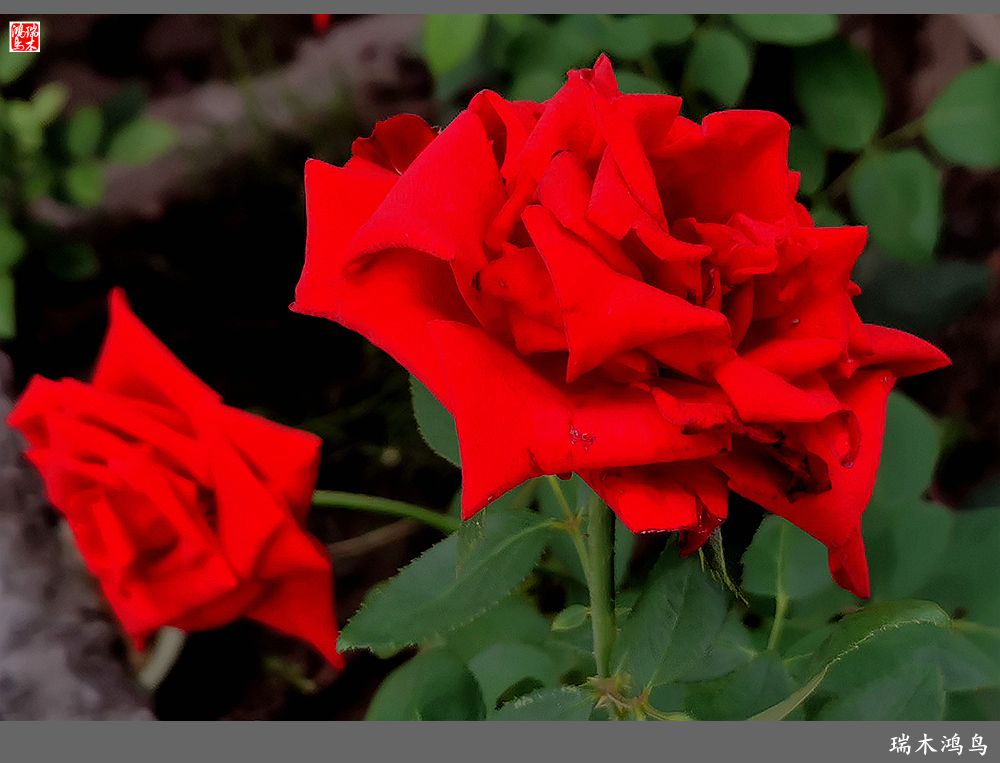 【2023之花季】此花无日不春风，当属月季（上）