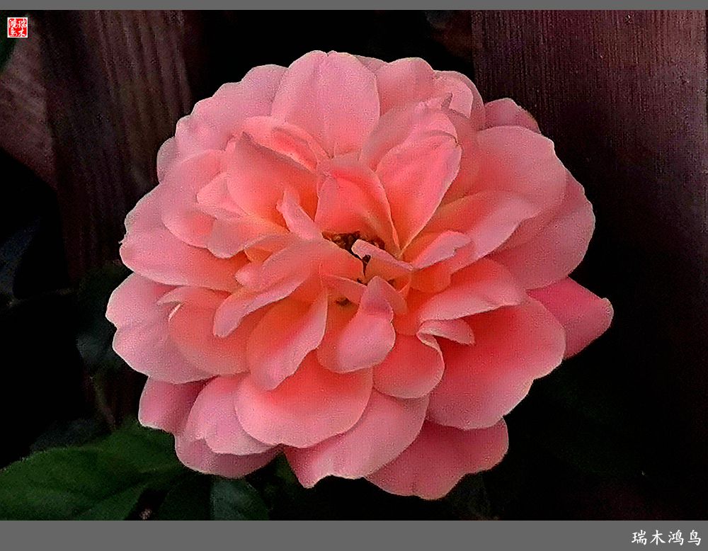 【2023之花季】此花无日不春风，当属月季（上）