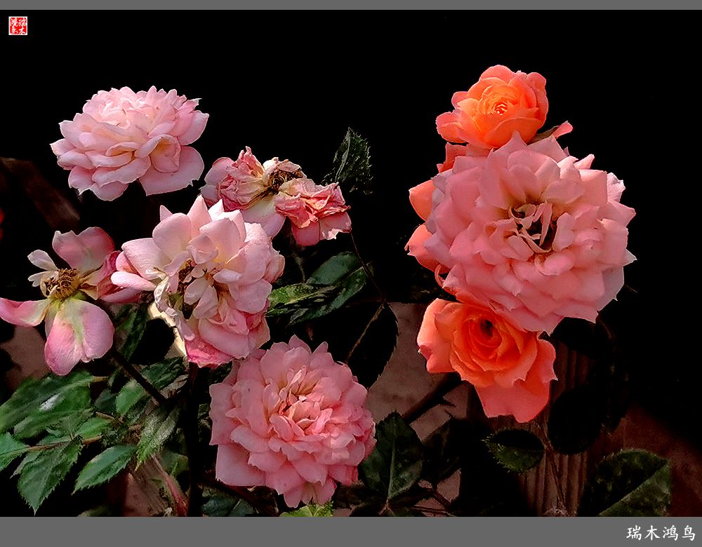 【2023之花季】此花无日不春风，当属月季（上）