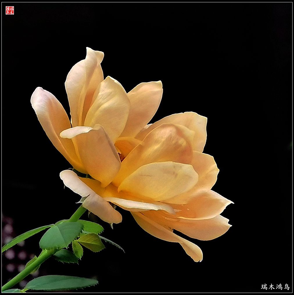 【2023之花季】此花无日不春风，当属月季（上）