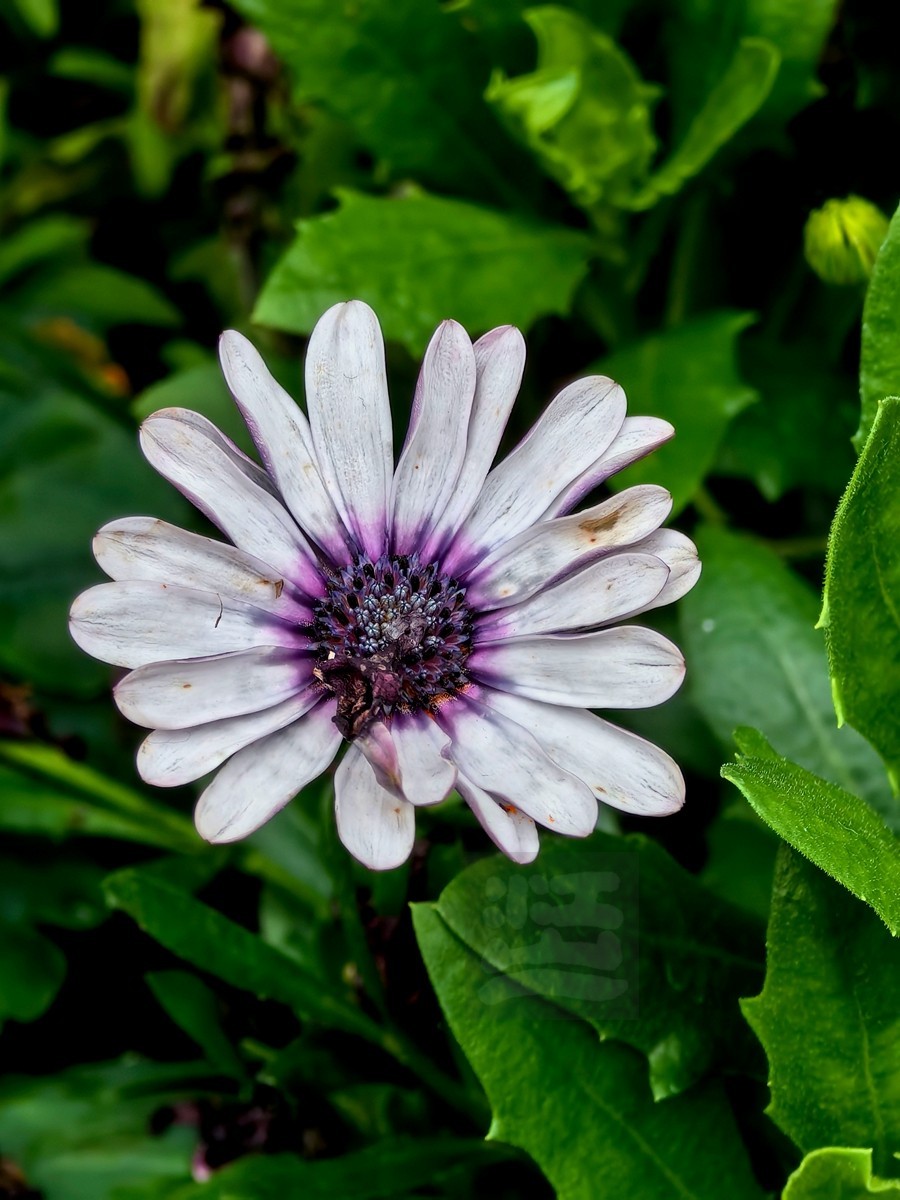 斗艳争奇*世界花园大会——武汉随笔