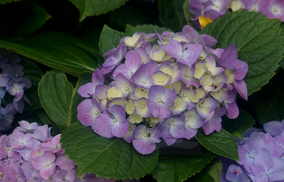 斗艳争奇*世界花园大会——武汉随笔