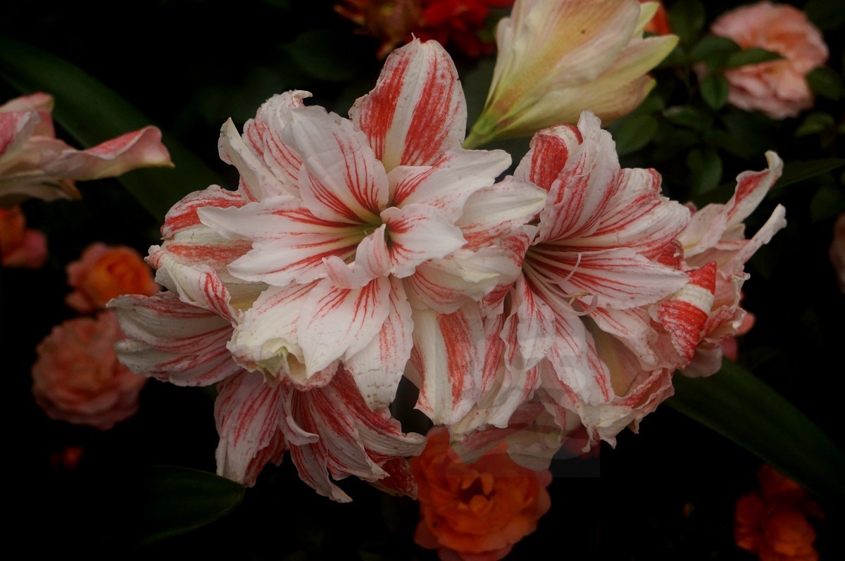 斗艳争奇*世界花园大会——武汉随笔