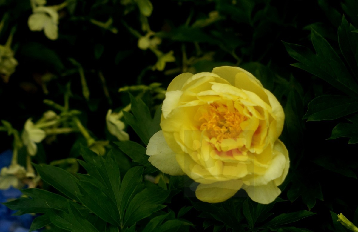 斗艳争奇*世界花园大会——武汉随笔