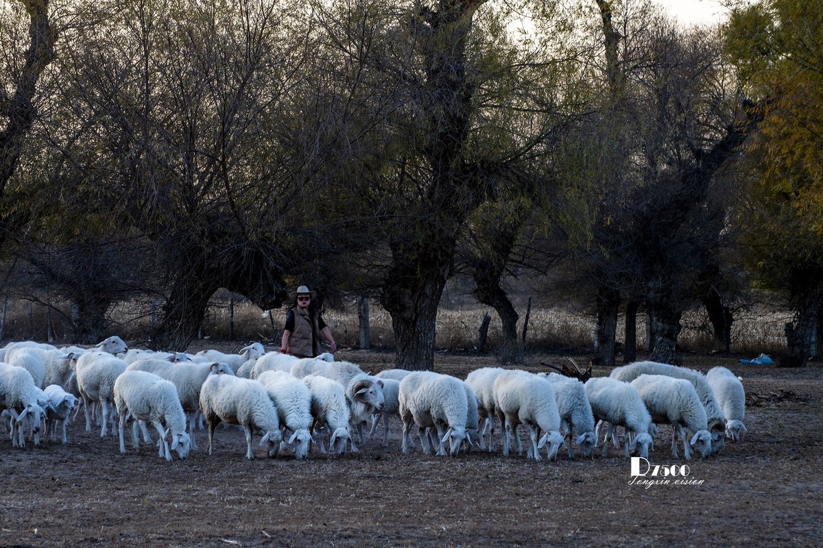 树下牧羊（15）